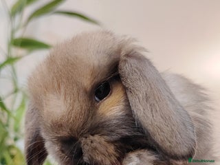 Mini Lop rabbits Mini lop - Advert 5