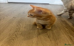 Bengal cats for sale: 9 week old kittens for sale - Advert 5