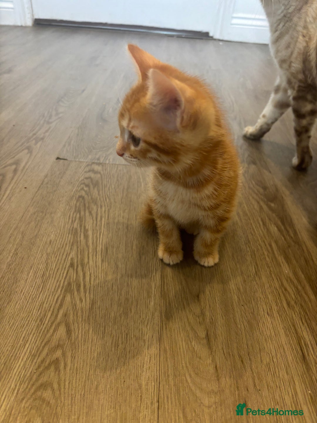 Bengal cats for sale: 9 week old kittens for sale - Advert 5