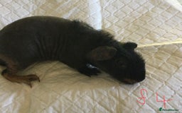 Guinea Pig rodents for sale:  skinny pigs  in Lewes - Image 18