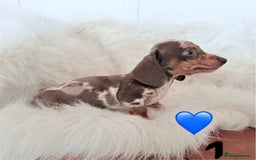 Miniature Dachshund dogs for sale: Stunning Litter of Miniature Dachshund Pups  - Image 11