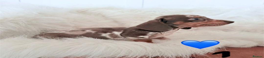 Miniature Dachshund Puppy 1