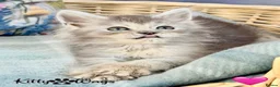 Maine Coon cats for sale: 🐾💠 *TICA REG* SILVER MAINE COON KITTENS 💠🐾 - Advert 2