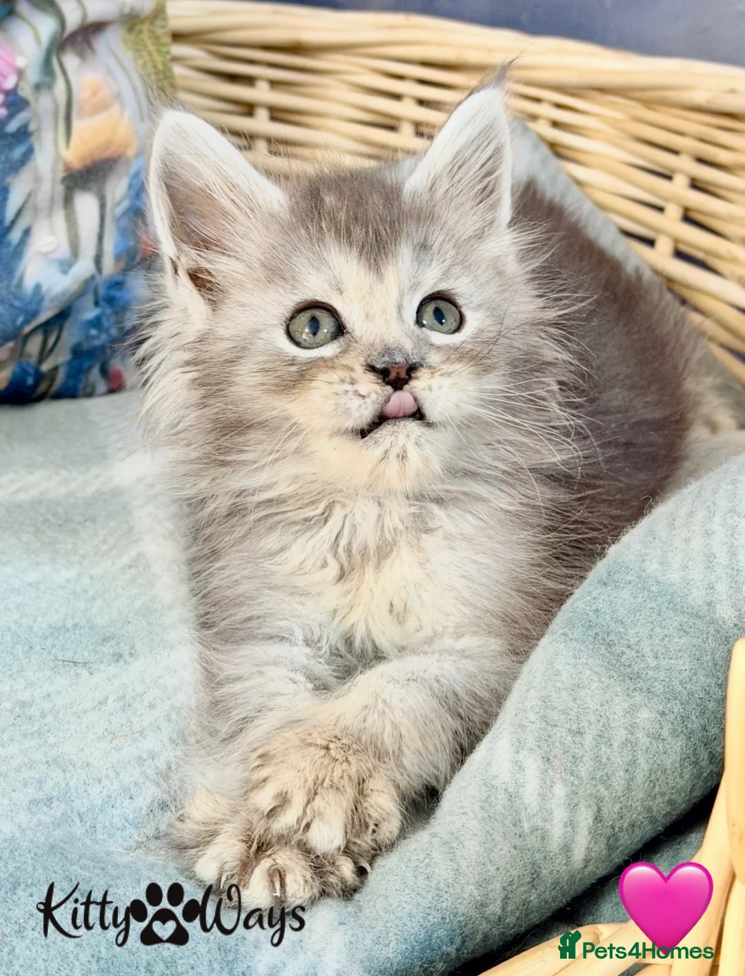 Maine Coon cats for sale: 🐾💠 *TICA REG* SILVER MAINE COON KITTENS 💠🐾 - Advert 2