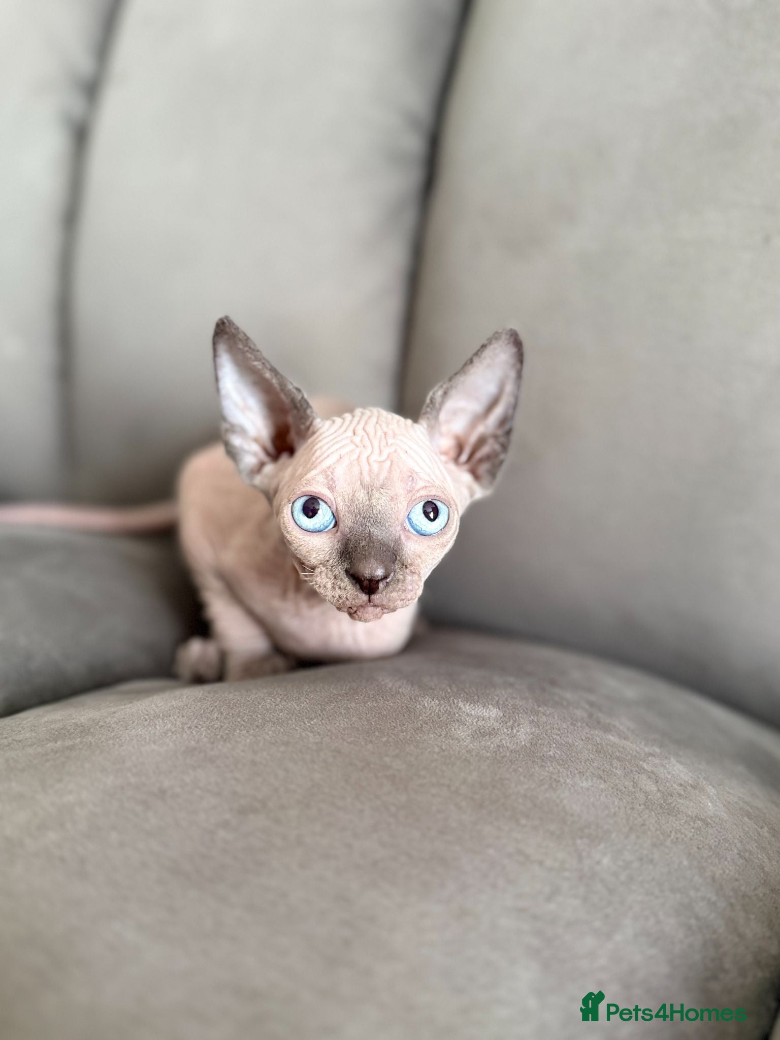 Sphynx cats 1 Grey ( blue eyes)girl left TICA Canadian Sphynx  - Advert 8