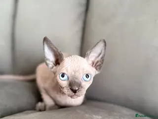 Sphynx cats 1 Grey ( blue eyes)girl left TICA Canadian Sphynx - Advert 8