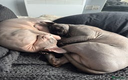 Sphynx cats for sale: Three sphynx kittens  - Image 7