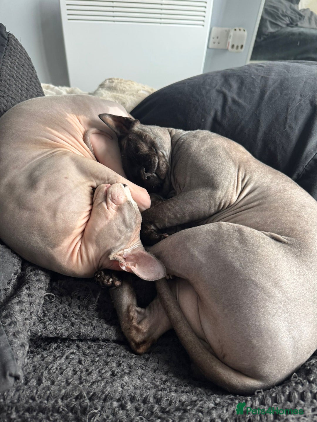 Sphynx cats for sale: Three sphynx kittens  - Image 7