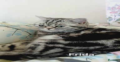 British Shorthair cats - Advert 6