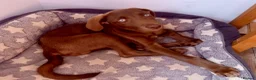 Mixed Breed dogs for sale: Waiting to Go -Stunning Husky Shepherd x Weim Boys - Advert 12