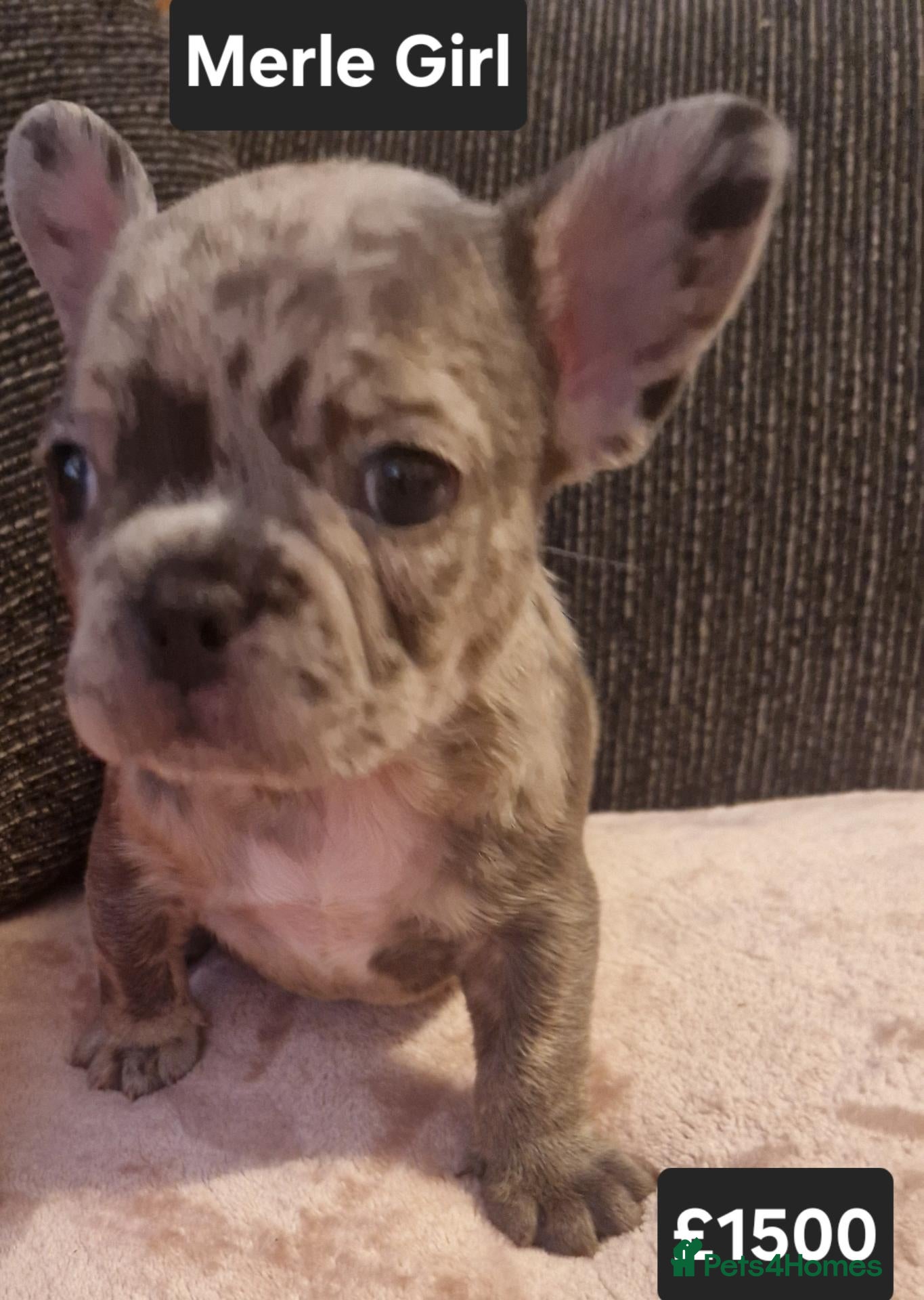 French Bulldog dogs for sale: PEDIGREE FRENCH BULLDOG PUPPIES. - Advert 21