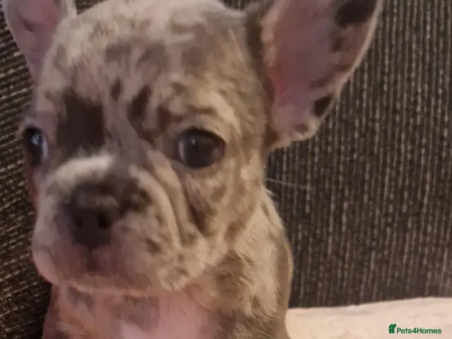 French Bulldog dogs for sale: PEDIGREE FRENCH BULLDOG PUPPIES. - Advert 21