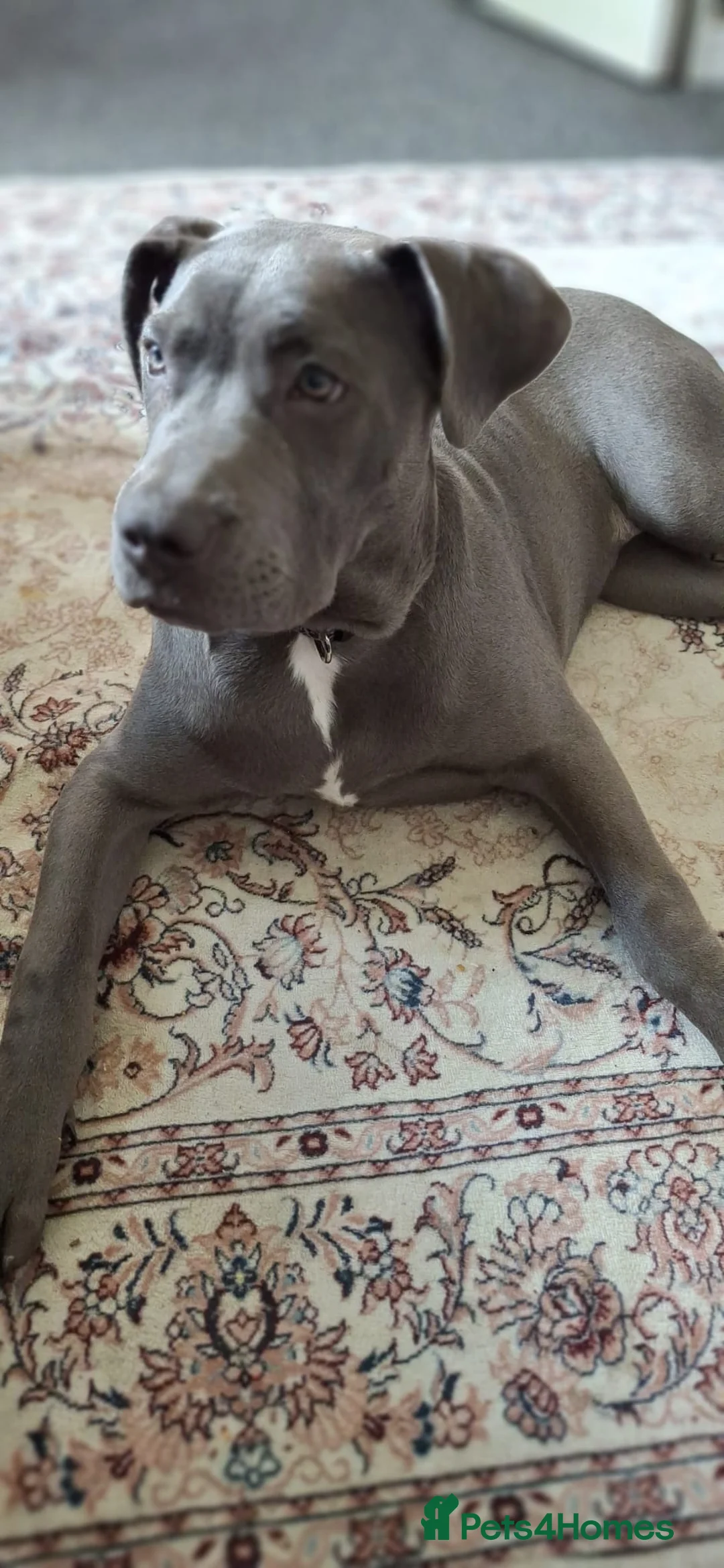 Cane Corso dogs for sale: Cane corso 6 months old in Rotherham - Advert 4