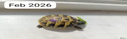 Hermann Tortoise reptiles for sale: Herman baby tortoise  - Advert 6