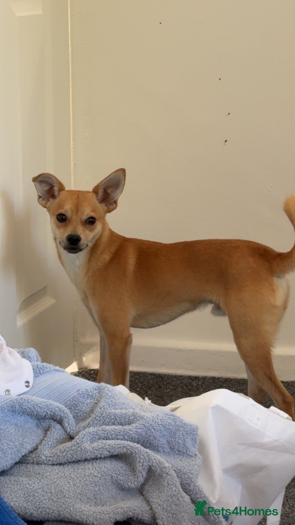 Mixed Breed dogs 7 month old Jack russell X pomeranian  - Advert 5
