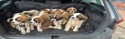 Saint Bernard dogs for sale: Saint Bernard Puppies For Sale 🐶 - Advert 9