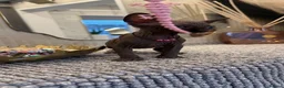 Sphynx cats for sale: 6 beautiful females  in King's Lynn - Advert 9