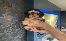 Cockapoo dogs for sale: Beautiful Merle F1 cockapoos  - Image 1