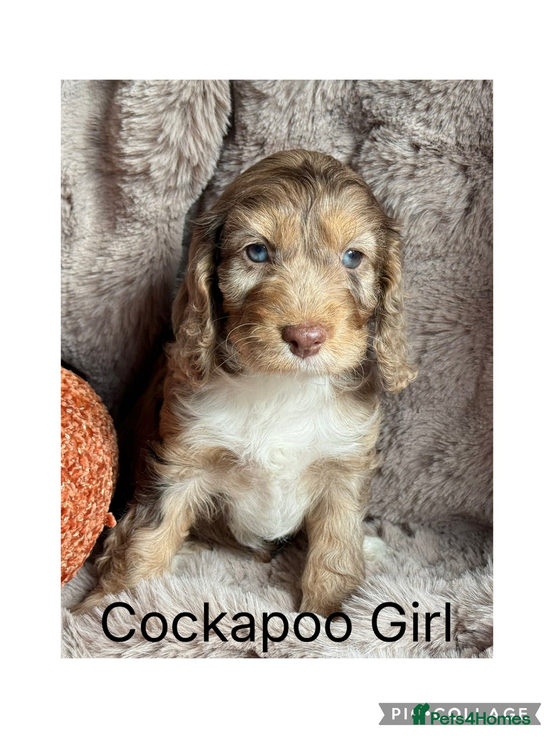 Cockapoo dogs for sale: Choc Merle F1 Cockapoo are back  - Image 2