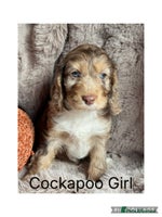 Cockapoo dogs - Advert 5