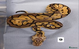Python Snake reptiles for sale: Royal Python Morphs Females  - Image 14