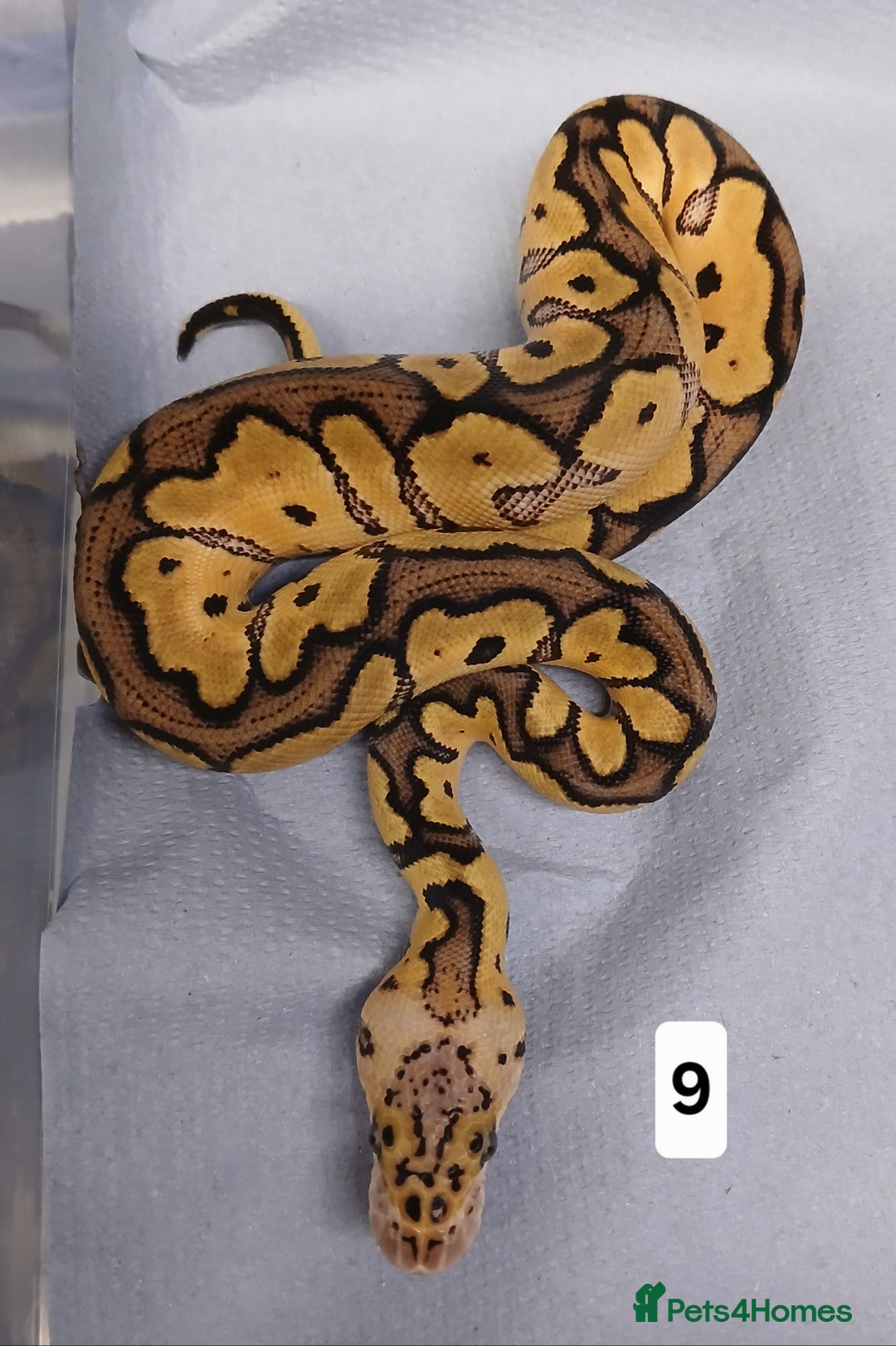 Python Snake reptiles for sale: Royal Python Morphs Females  - Image 14