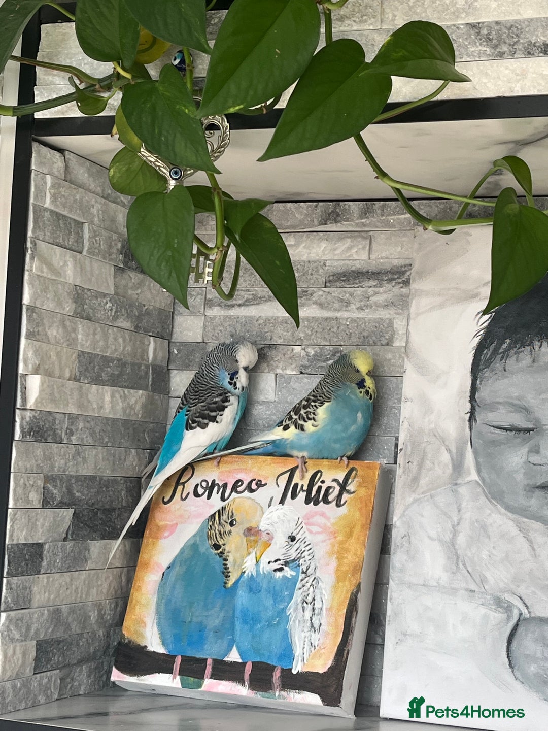 Budgerigars birds for sale: Four beautiful budgies🩵 comes with a cage - Advert 6