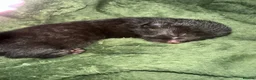 Mixed Breed cats for sale: 5 beautiful black and tabby kittens  - Advert 2