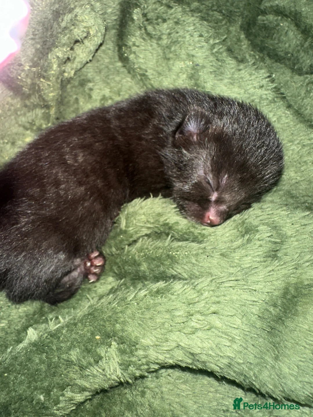 Mixed Breed cats for sale: 5 beautiful black and tabby kittens  - Advert 2