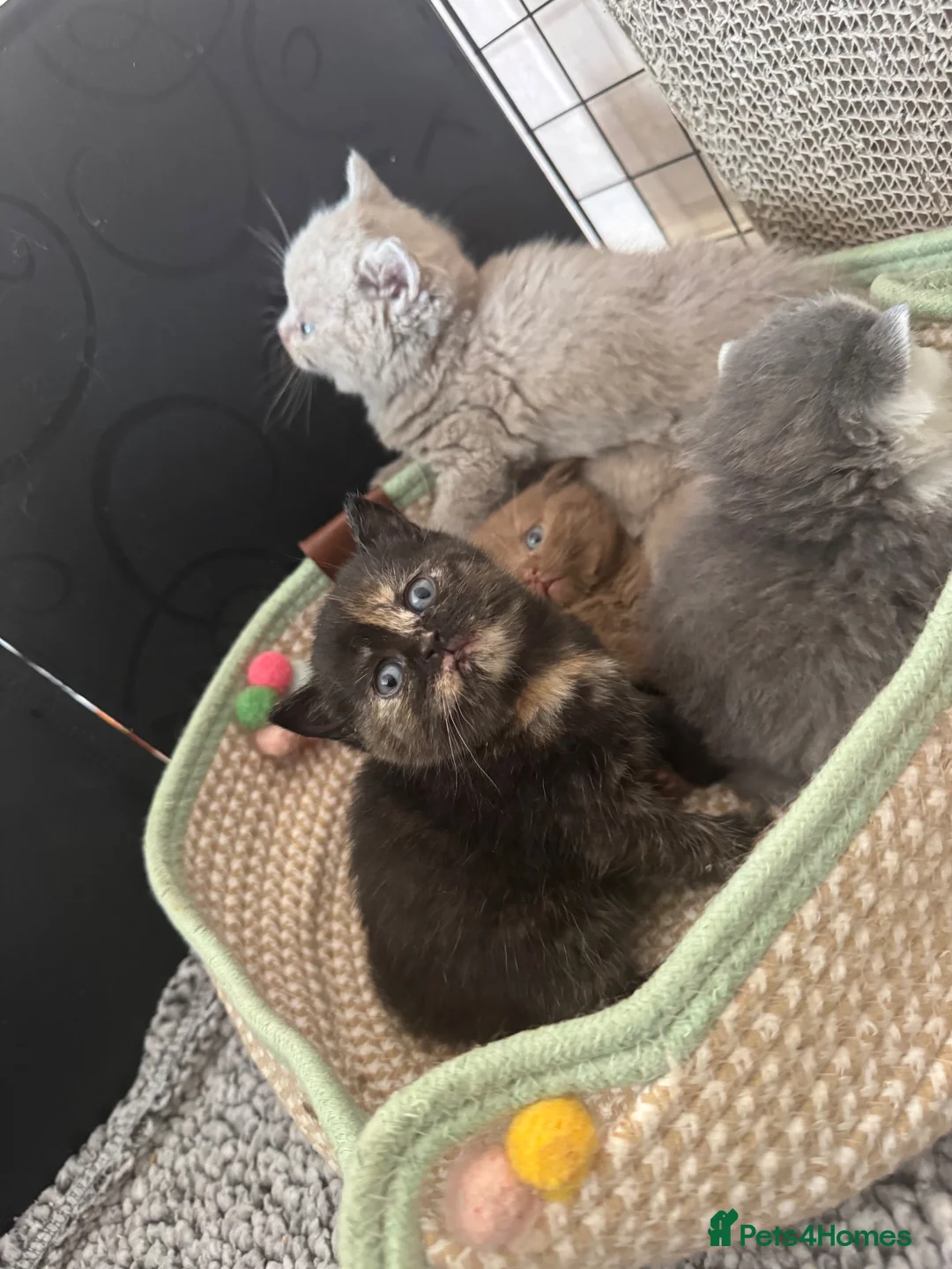 British Shorthair cats for sale: 🏆 bloodlines, Health tested patents, Gccf reg  - Advert 22