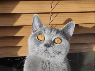 British Shorthair cats Pure Bred British Shorthairs - Advert 1