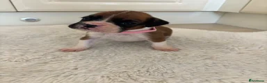 Boxer Puppy 6
