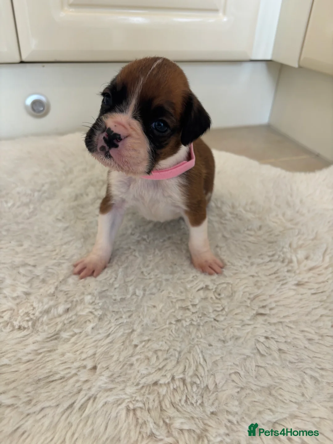 Boxer dogs for sale: Boxer puppies - Advert 16