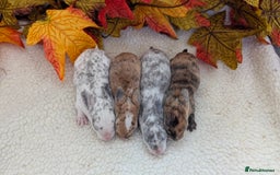 Rex rabbits for sale: Mini rex waiting list open  - Image 2
