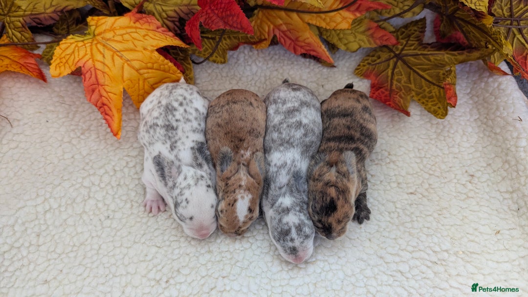 Rex rabbits for sale: Mini rex waiting list open  - Image 2