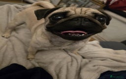 Pug dogs for sale: Betsy Pug - Image 4