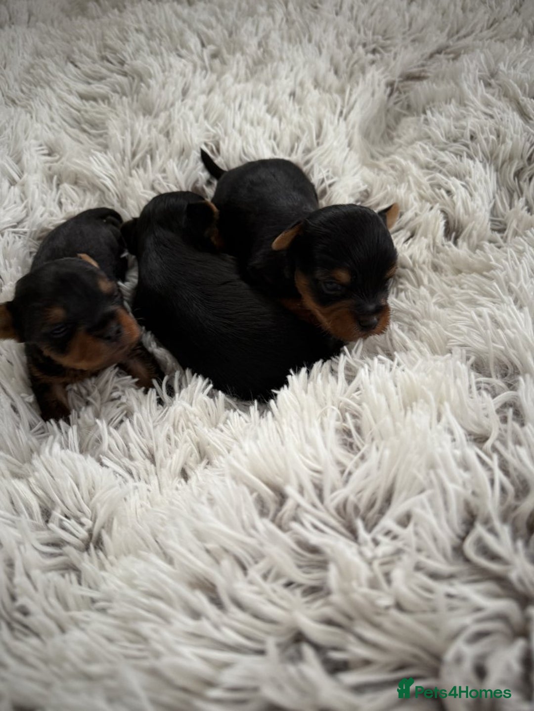 Yorkshire Terrier dogs for sale: Charming Male and Female Yorkshire Terriers - Image 1