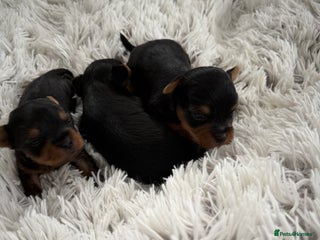 Yorkshire Terrier dogs for sale - Advert 1