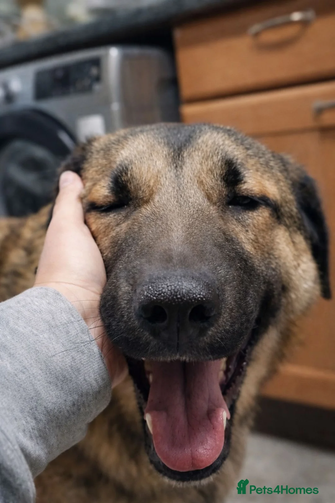 Mixed Breed dogs for sale: Handsome Bob - Advert 7