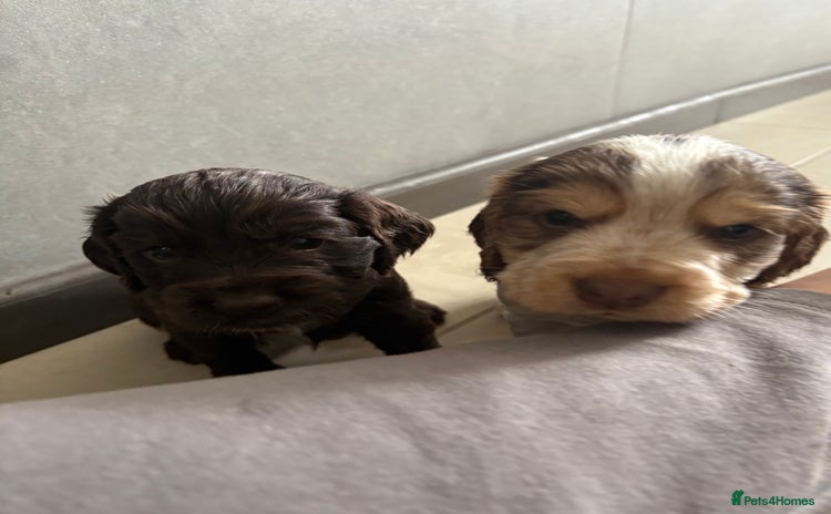 Cocker Spaniel dogs - Advert 1