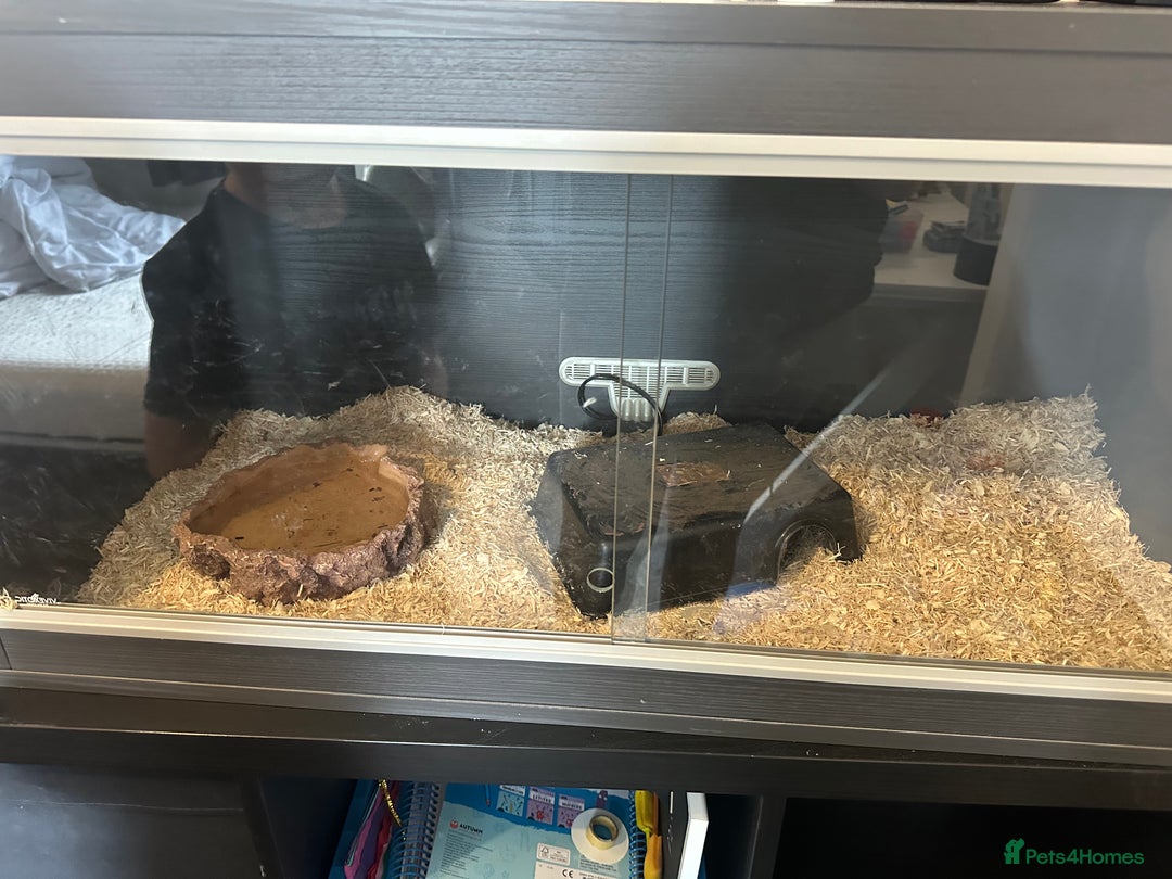 Python Snake reptiles for sale: Royal python snake  - Image 2