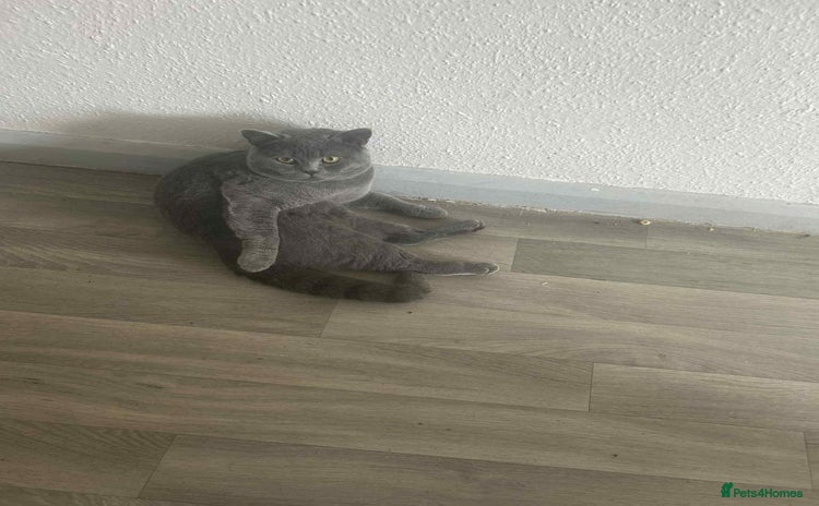 British Shorthair cats - Advert 13