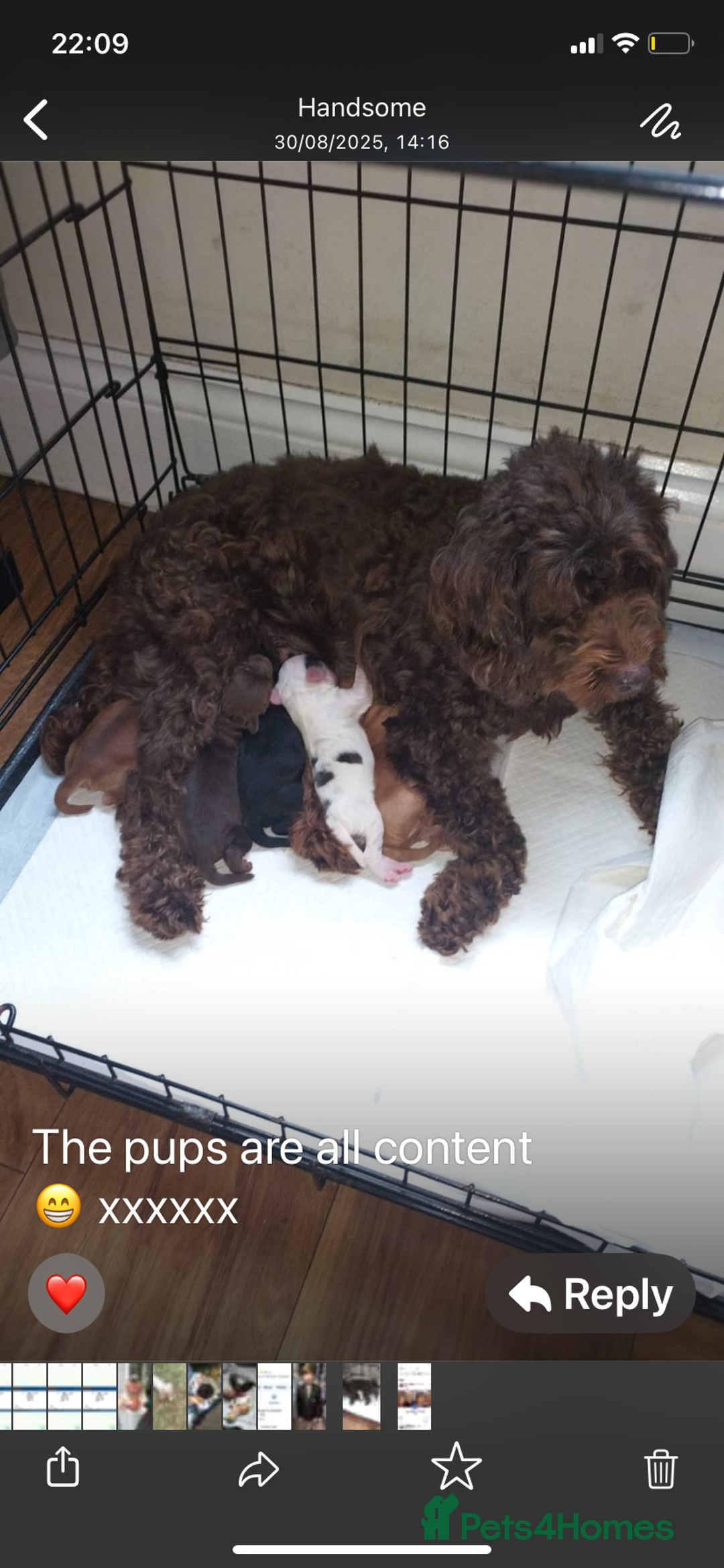 Cockapoo dogs for sale: F2 Cockapoo pups  - Image 22