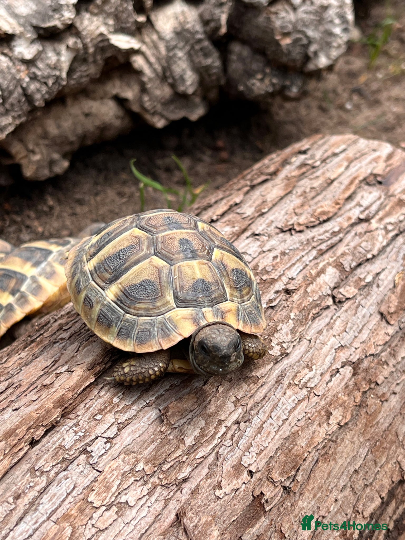 Tortoise reptiles Stunning baby Hermann Tortoises CB in the UK - Advert 1