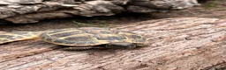 Tortoise reptiles for sale: **LAST FEW**Stunning baby Hermann Tortoises CB/UK - Advert 2