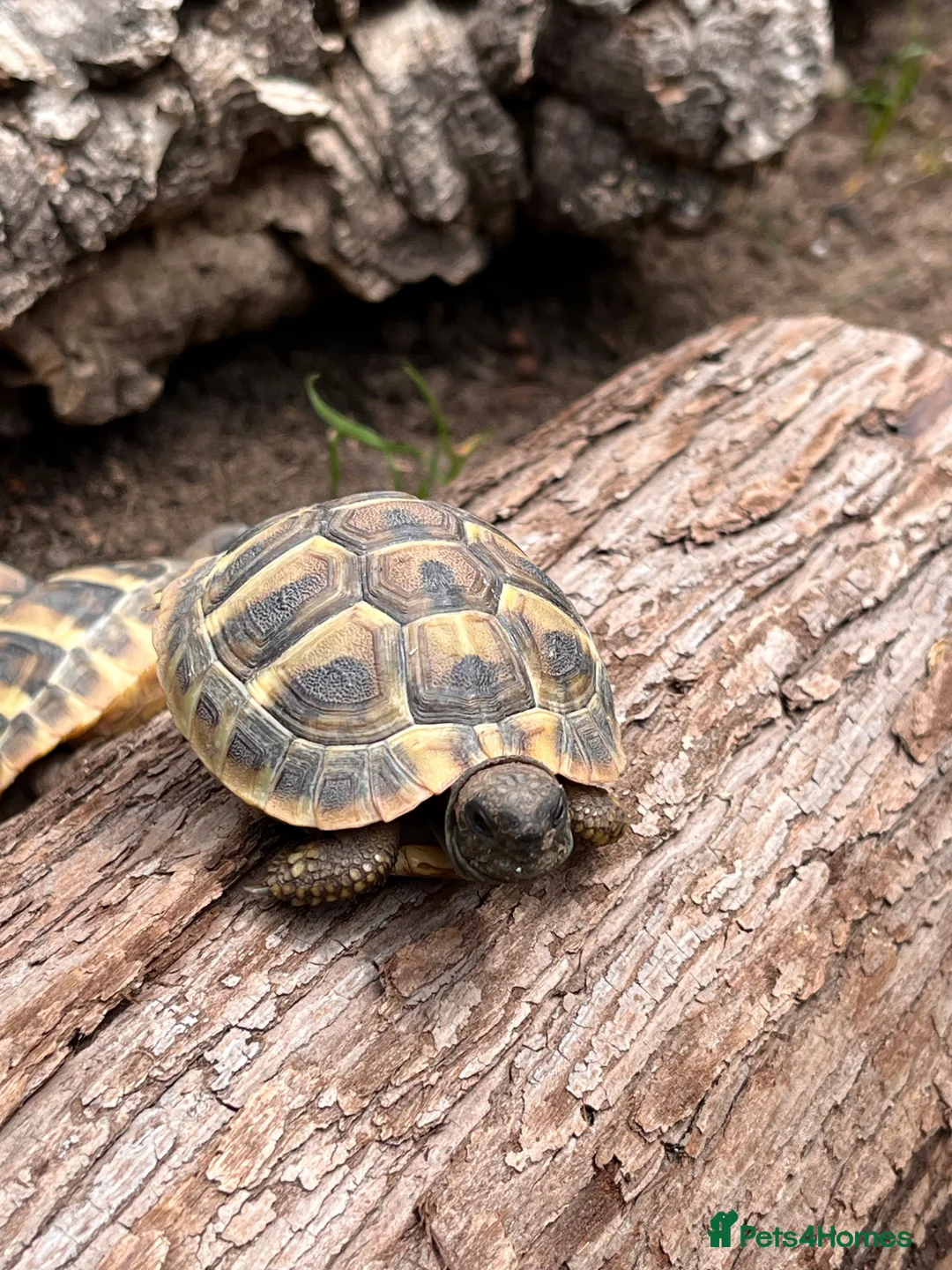 Tortoise reptiles for sale: **LAST FEW**Stunning baby Hermann Tortoises CB/UK - Advert 2