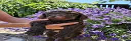 Cockapoo dogs for sale: Last stunning f2b Chocolate cockapoo boy - Advert 16