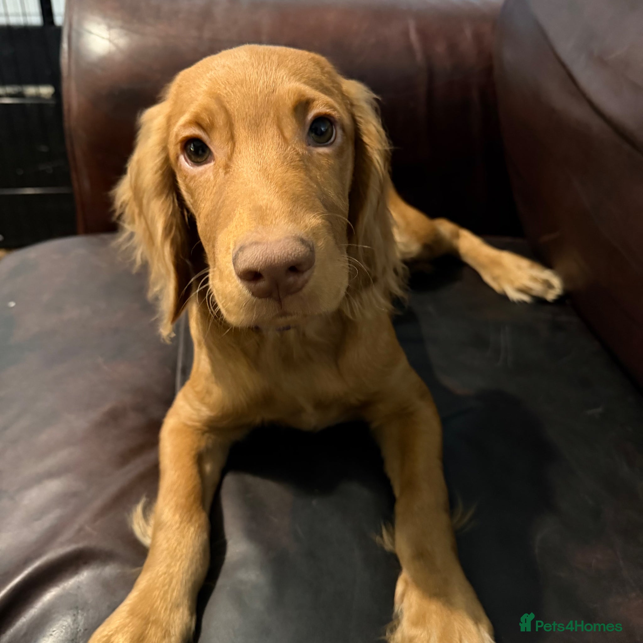 Cocker Spaniel dogs Show x Working Cockers - 15 Weeks & Fully Jabbed - Advert 18