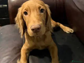 Cocker Spaniel dogs Show x Working Cockers - 15 Weeks & Fully Jabbed - Advert 18