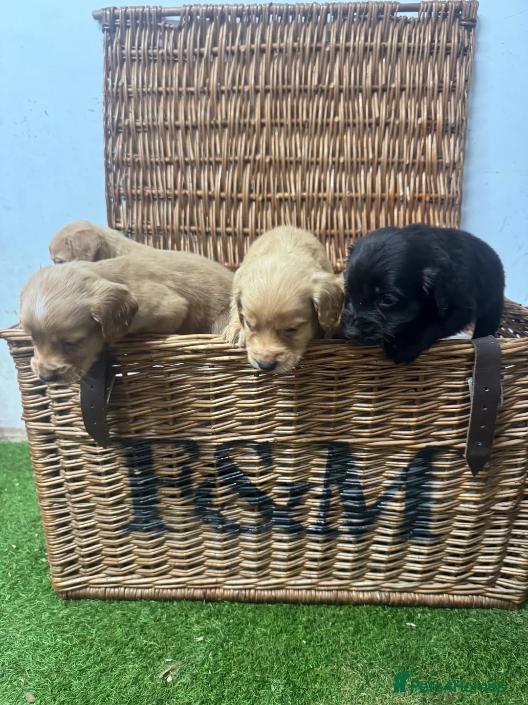 Cocker Spaniel dogs for sale: Fully DNA health tested cocker spaniel puppies - Advert 5